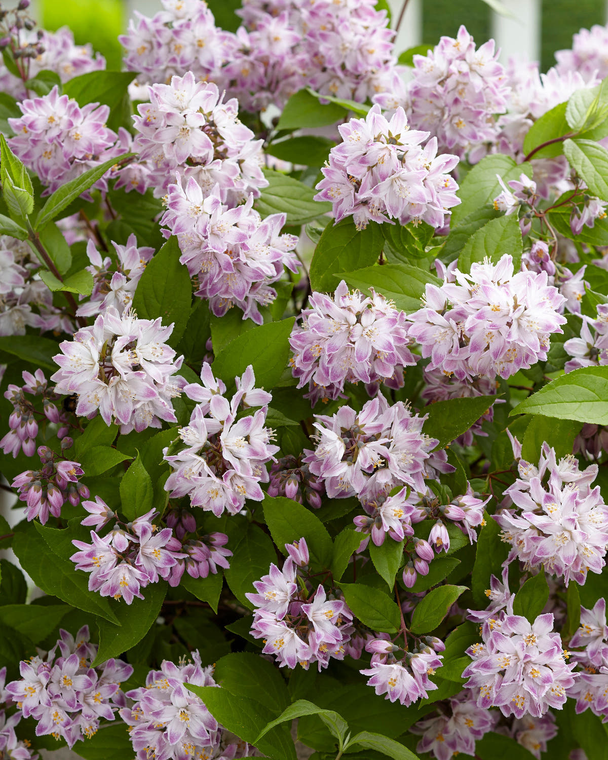 Deutzia