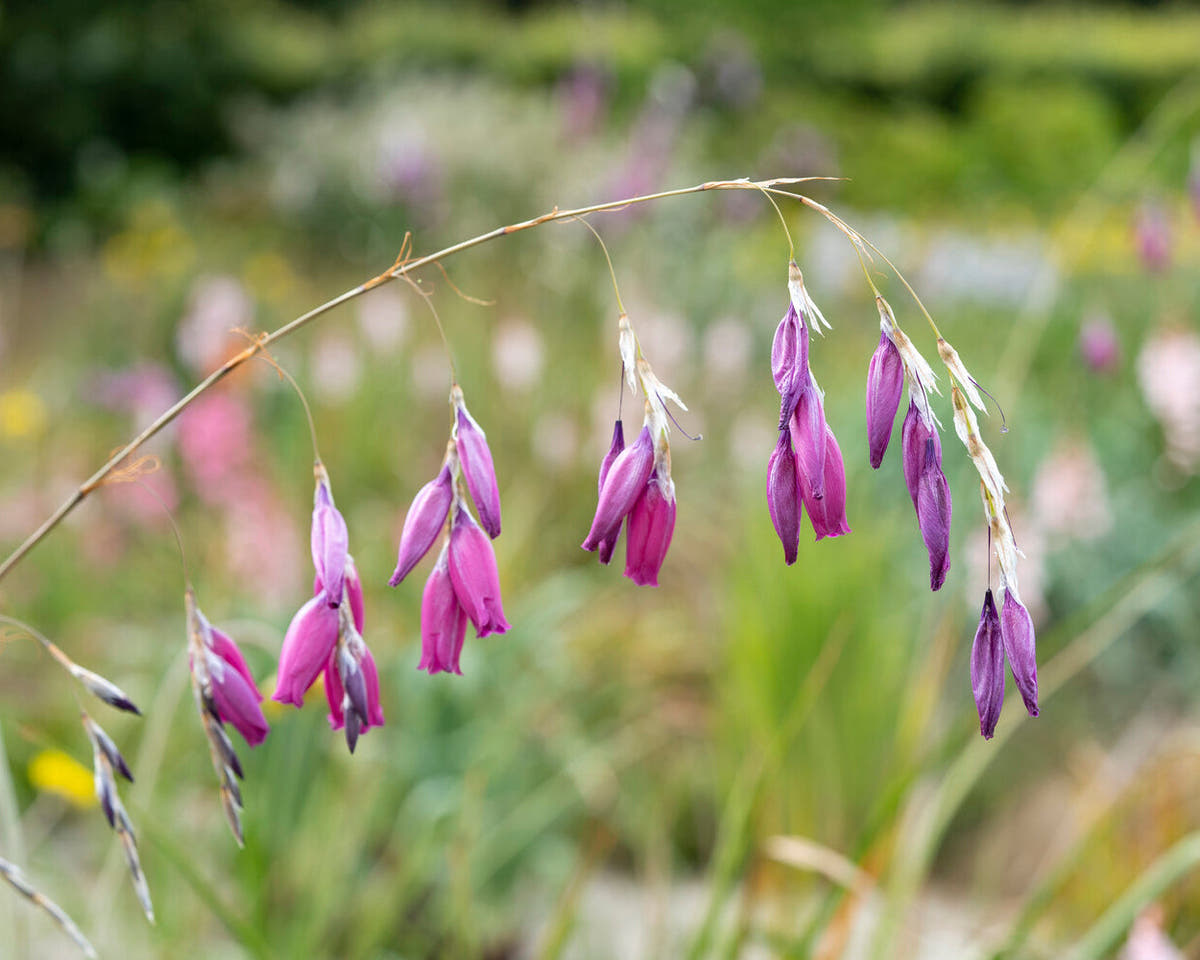 Dierama