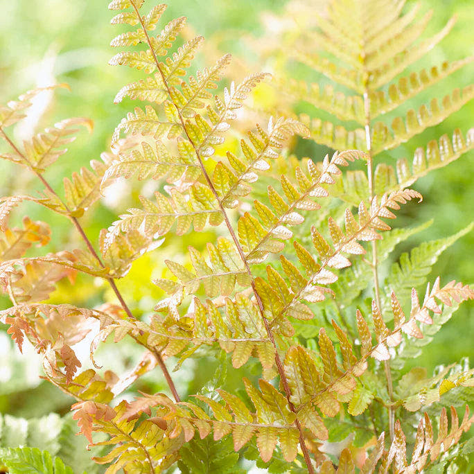 Dryopteris