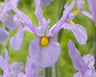 Dutch iris bulbs