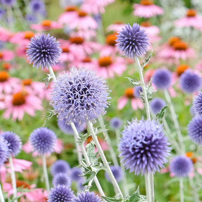 Echinops