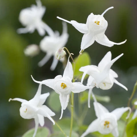 Epimedium