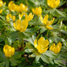 Eranthis tubers