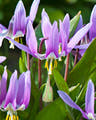 Erythronium bulbs