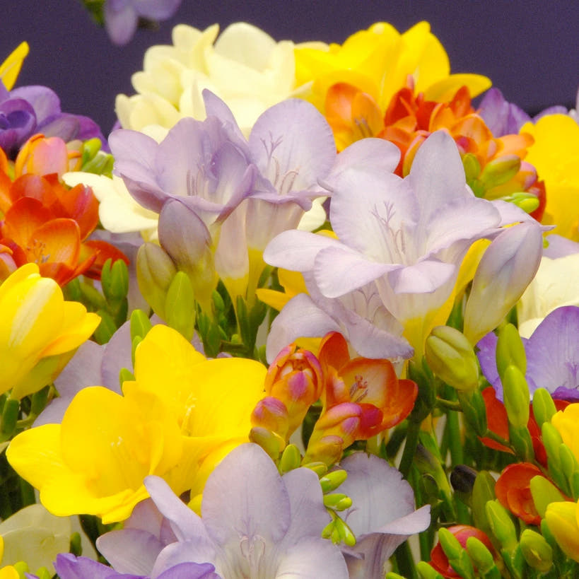 Freesia corms