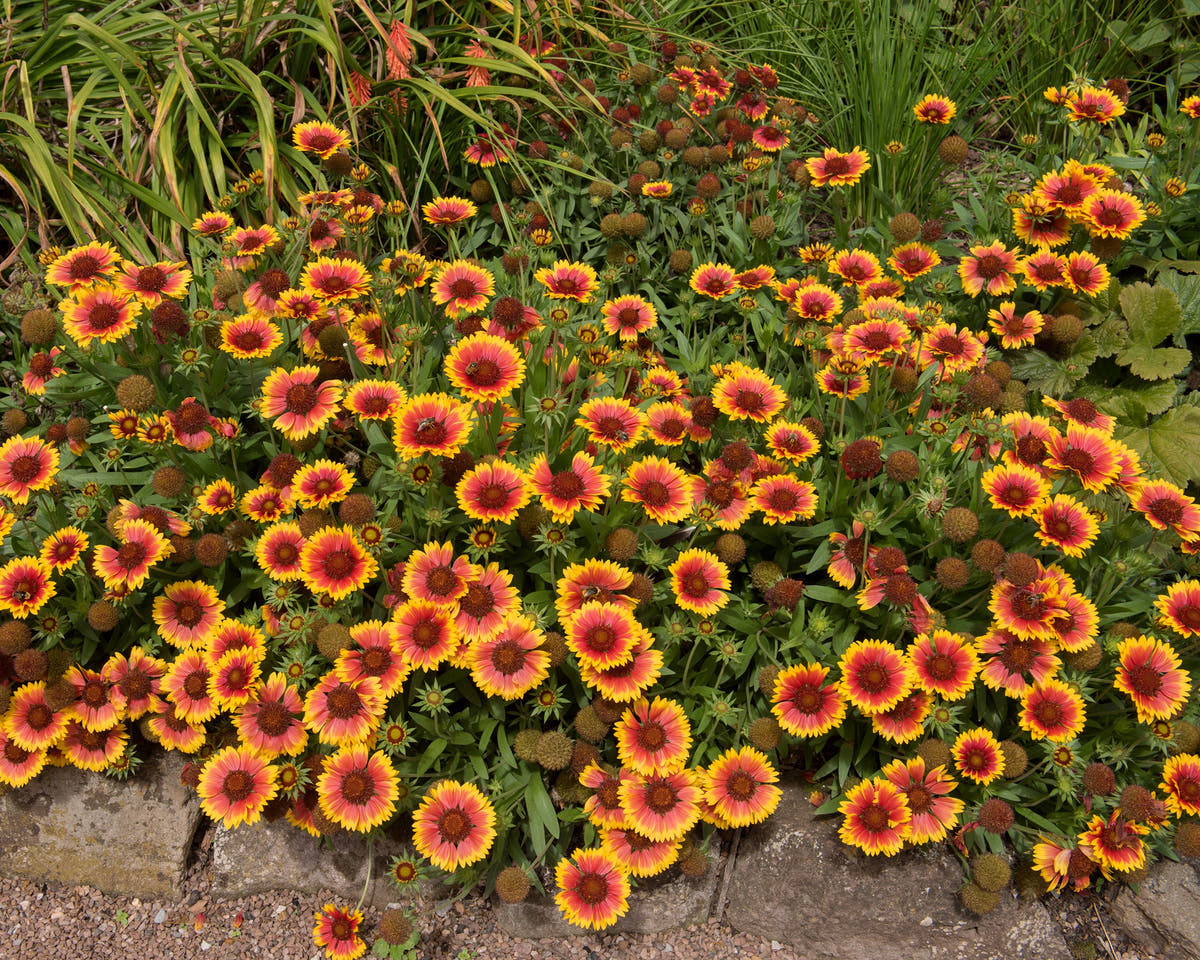 Gaillardia
