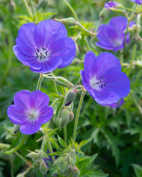 Hardy geraniums