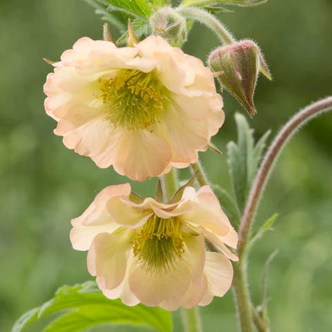 Geums