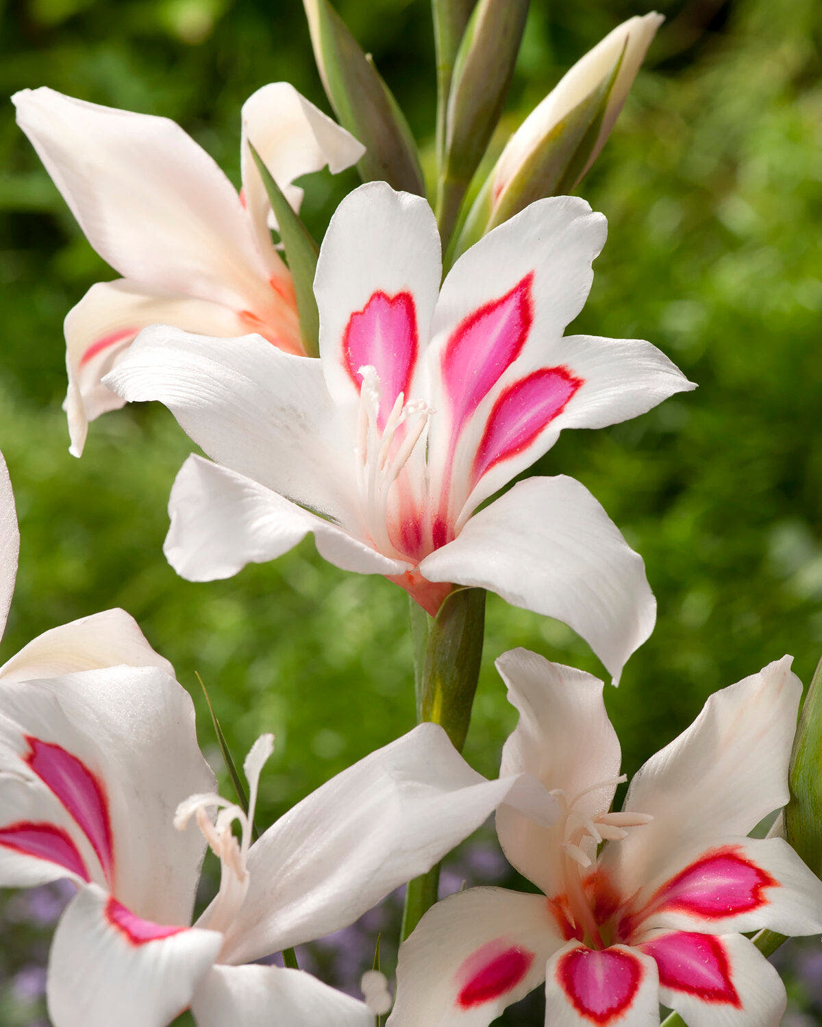 Gladiolus (autumn planting)