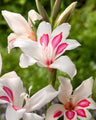 Gladiolus (autumn planting)