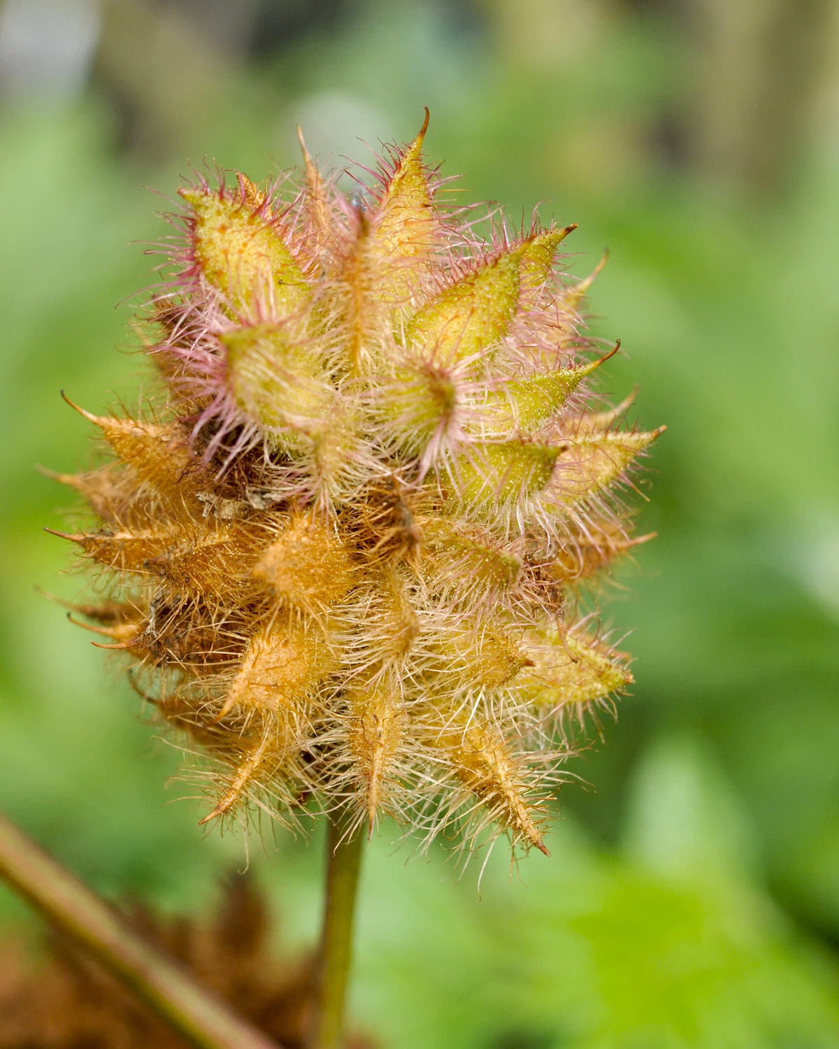 Glycyrrhiza