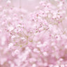 Gypsophila bare roots (baby's breath)