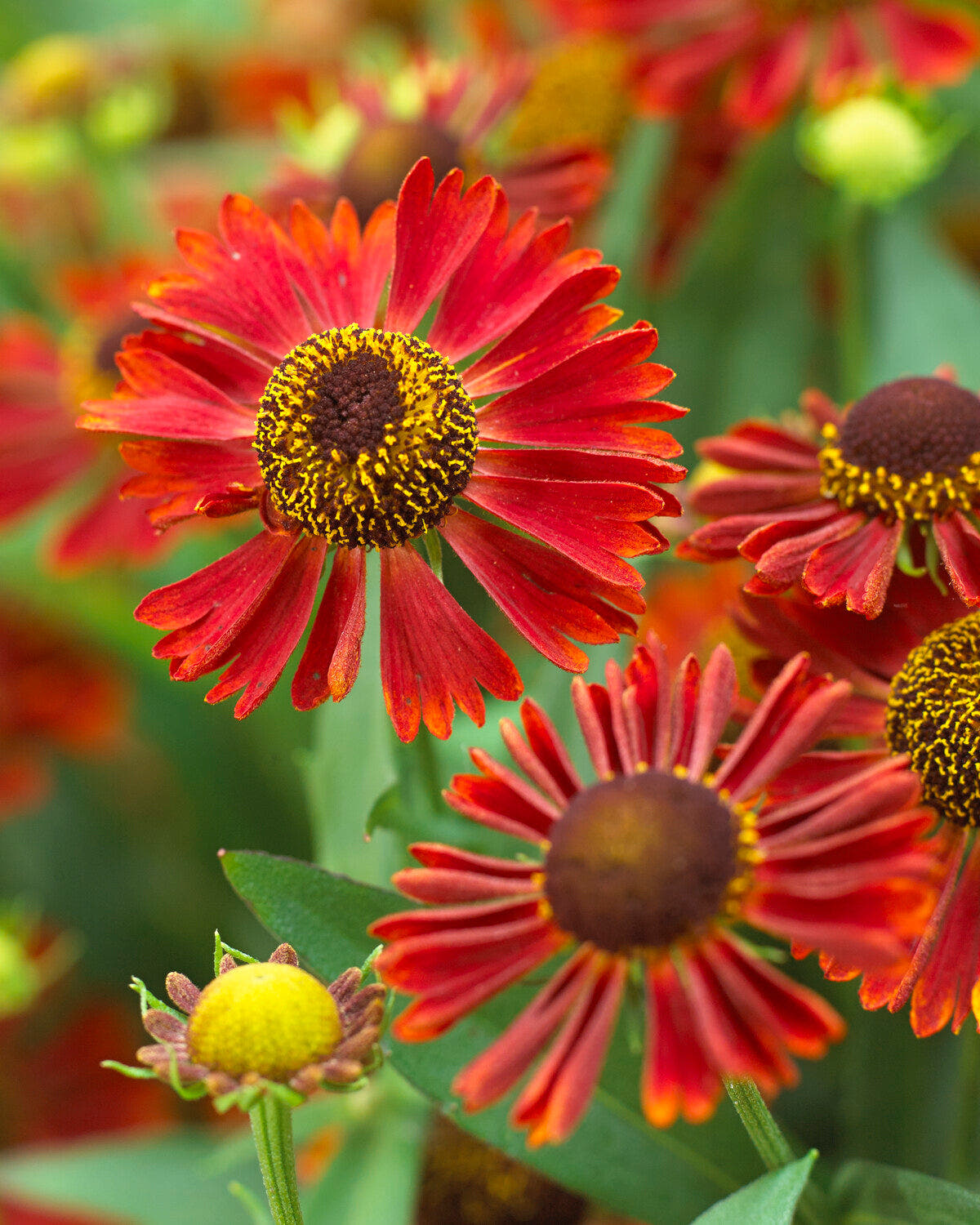 Helenium