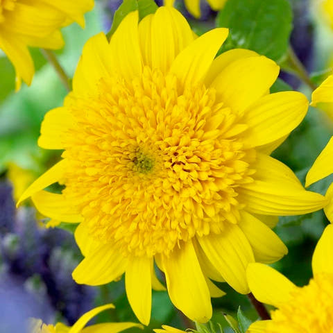Helianthus