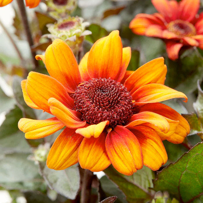 Heliopsis