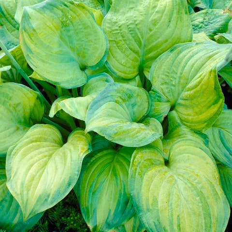Hostas
