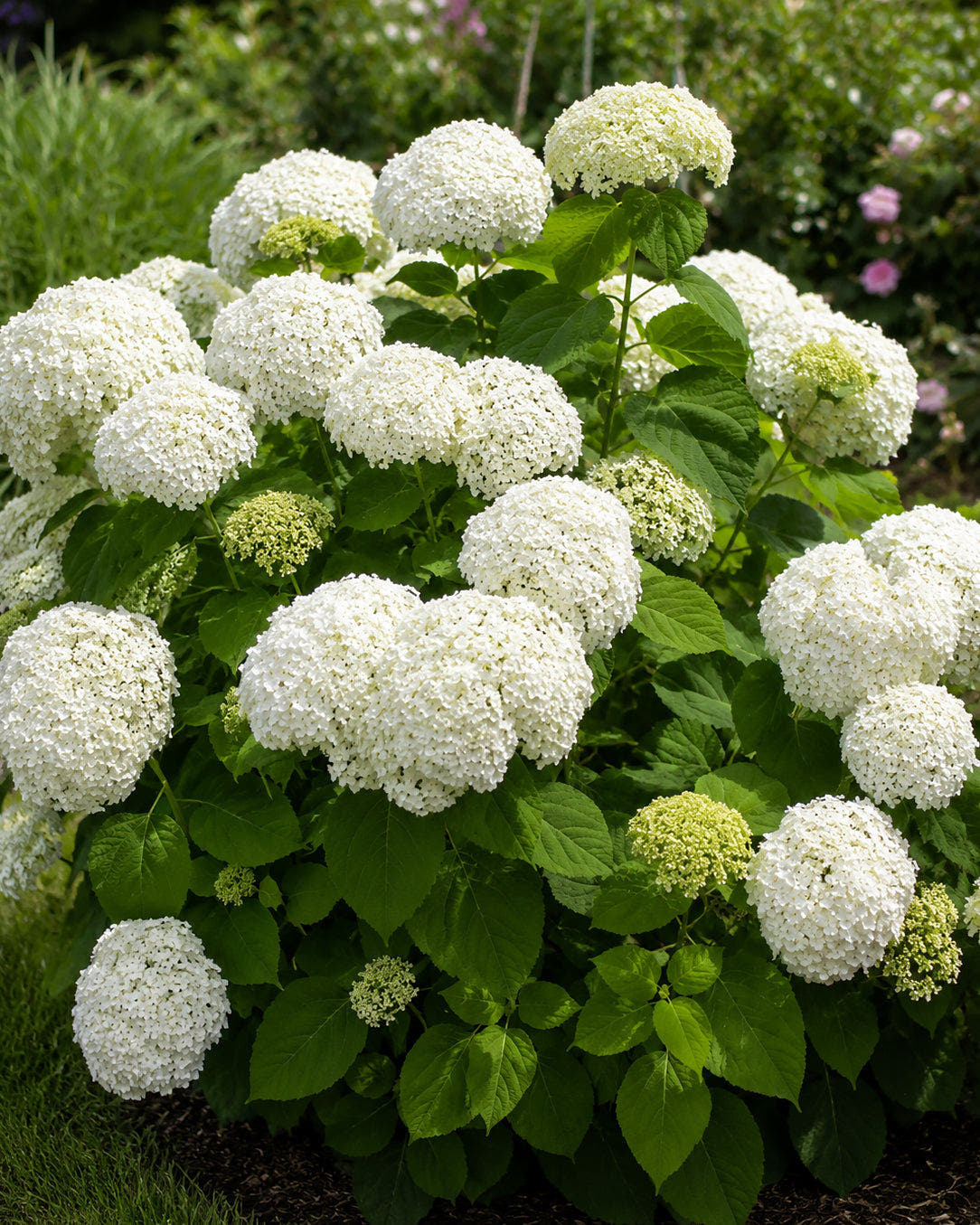 Hydrangeas