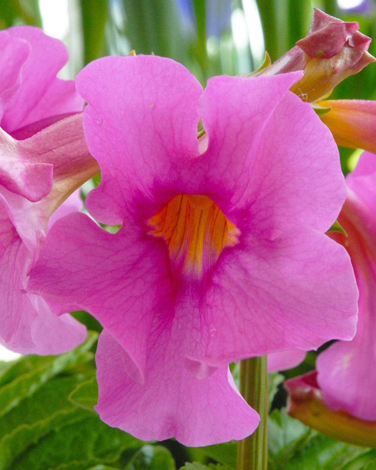 Incarvillea tubers