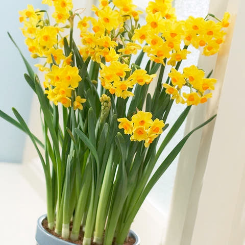 Indoor-flowering bulbs