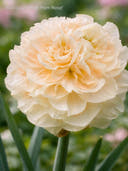 New daffodils