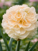 New daffodils
