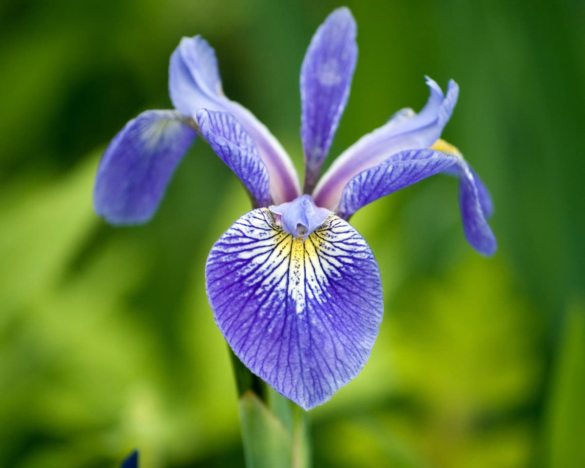 Siberian iris