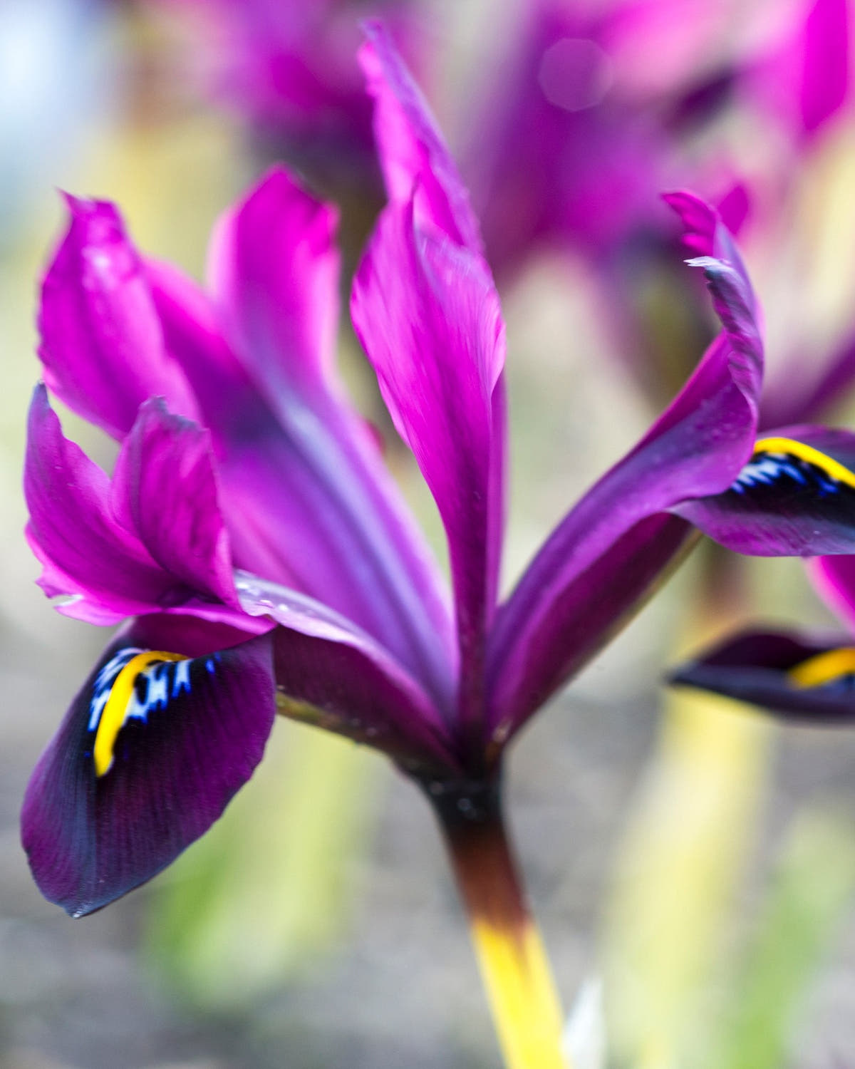 Dwarf iris bulbs