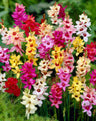 Ixia corms