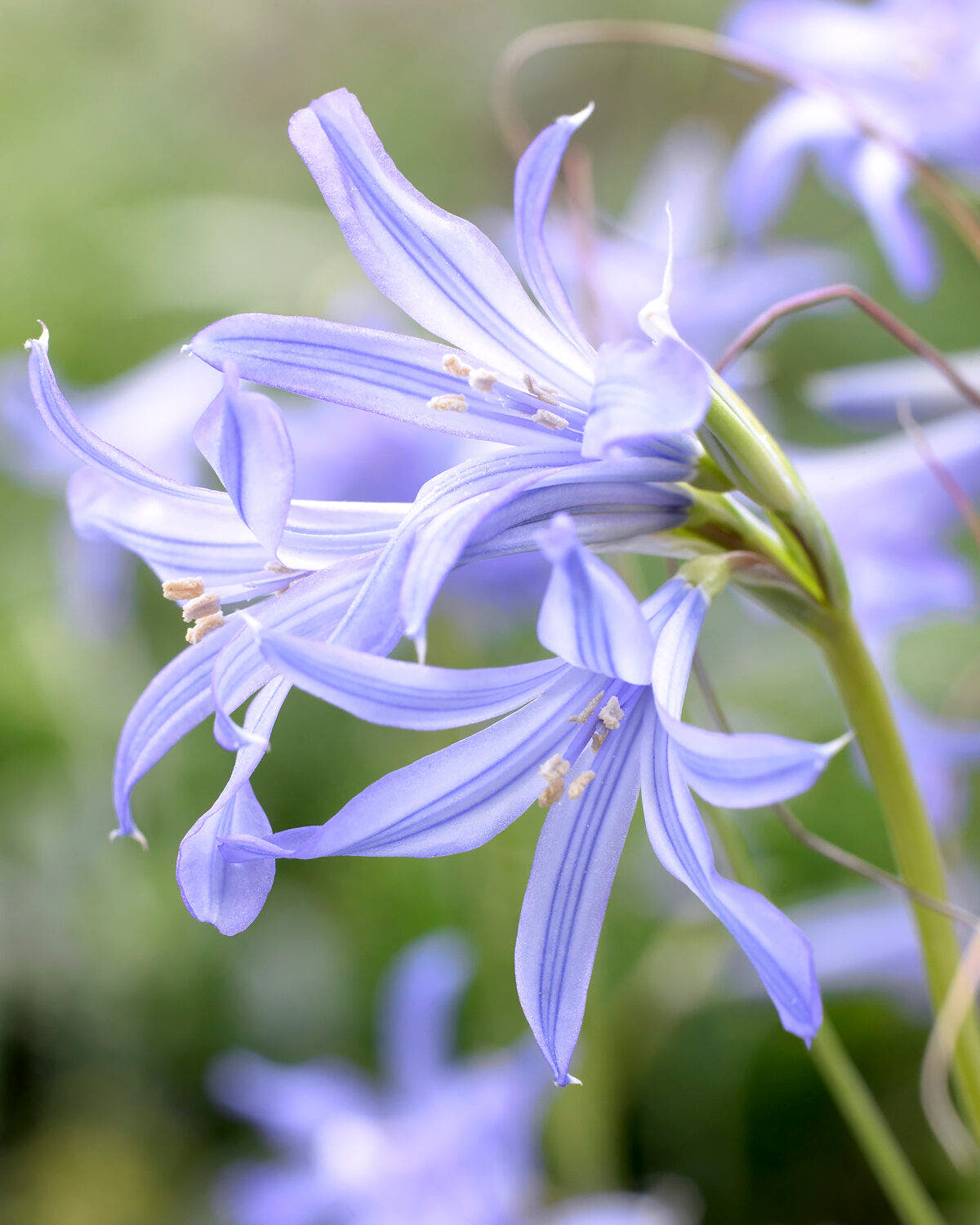 Ixiolirion bulbs