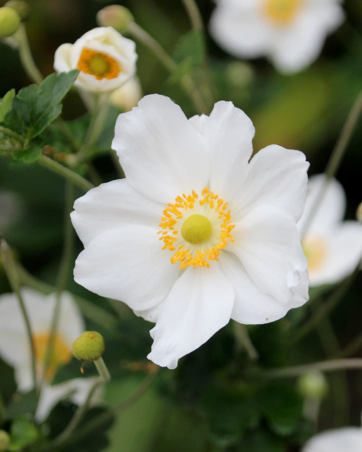 Japanese anemones