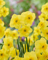 Narcissus 'Kokopelli'