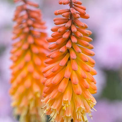 Kniphofia