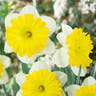 Large-cupped daffodils