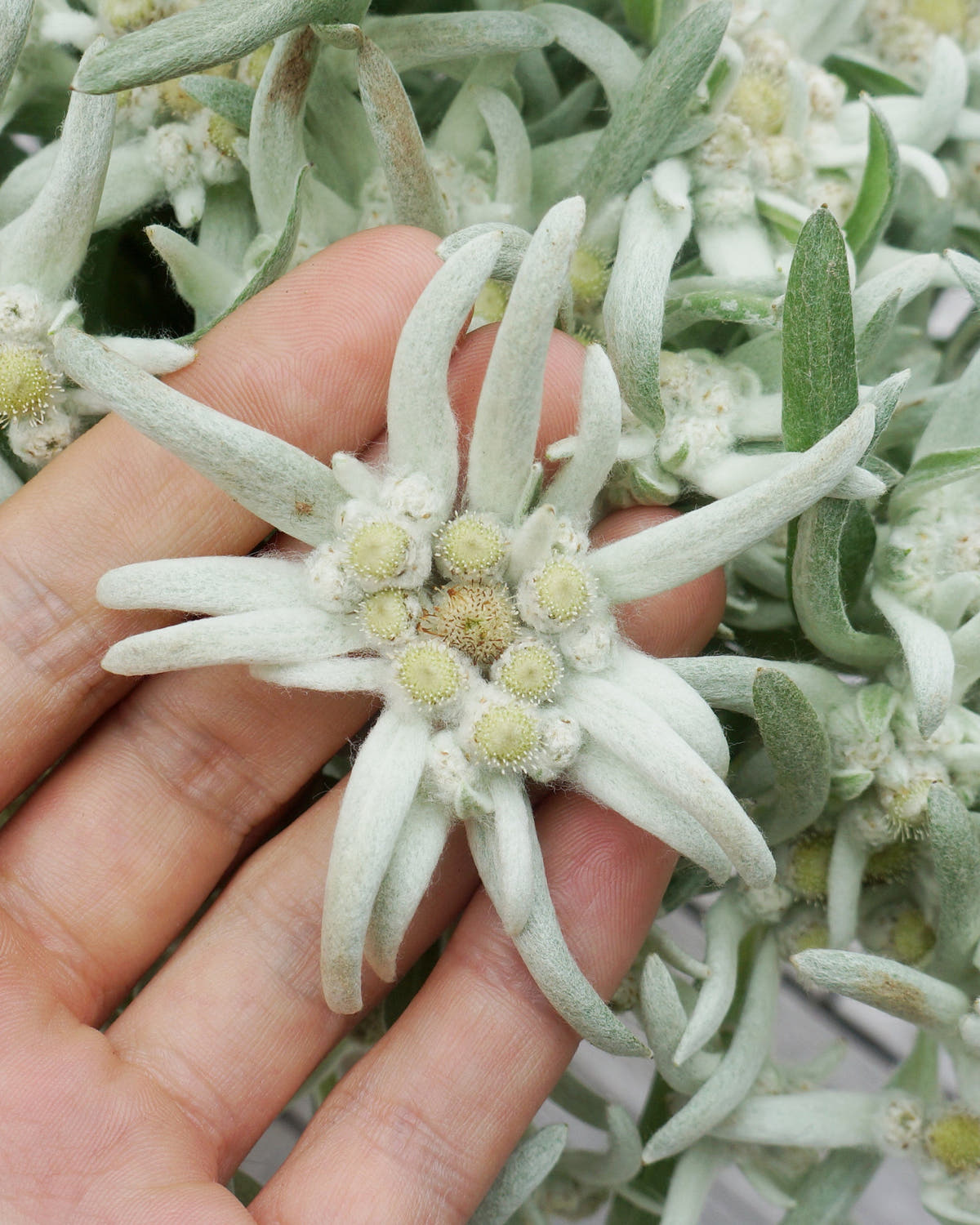 Leontopodium