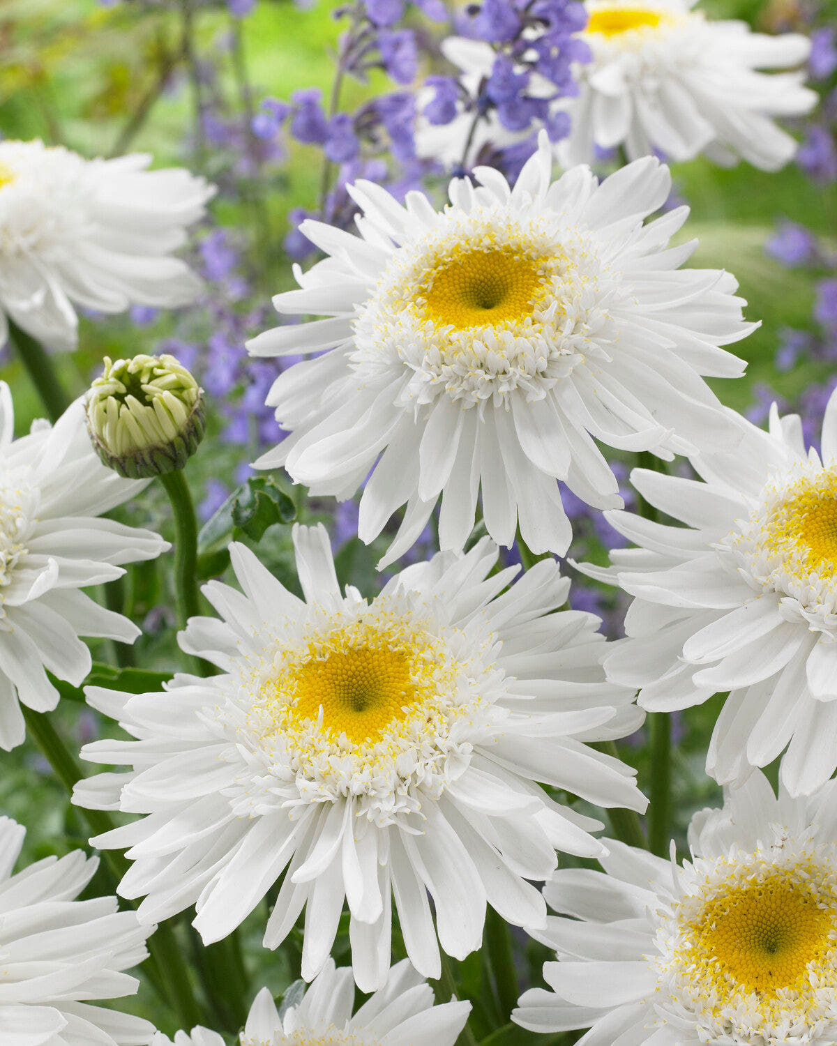 Leucanthemum