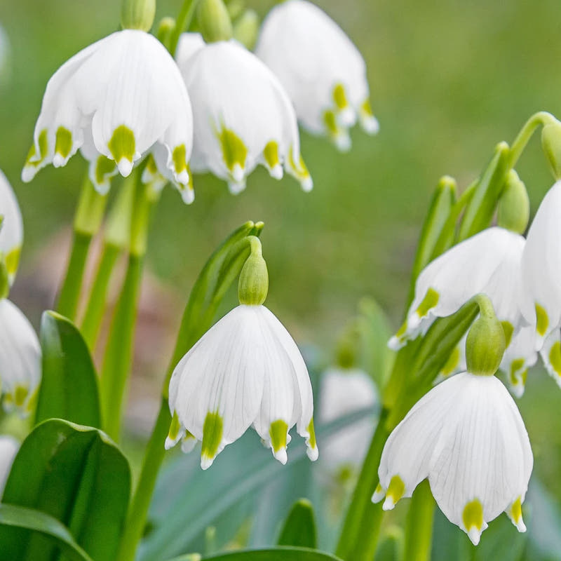 Leucojum bulbs