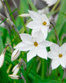 Ipheion bulbs