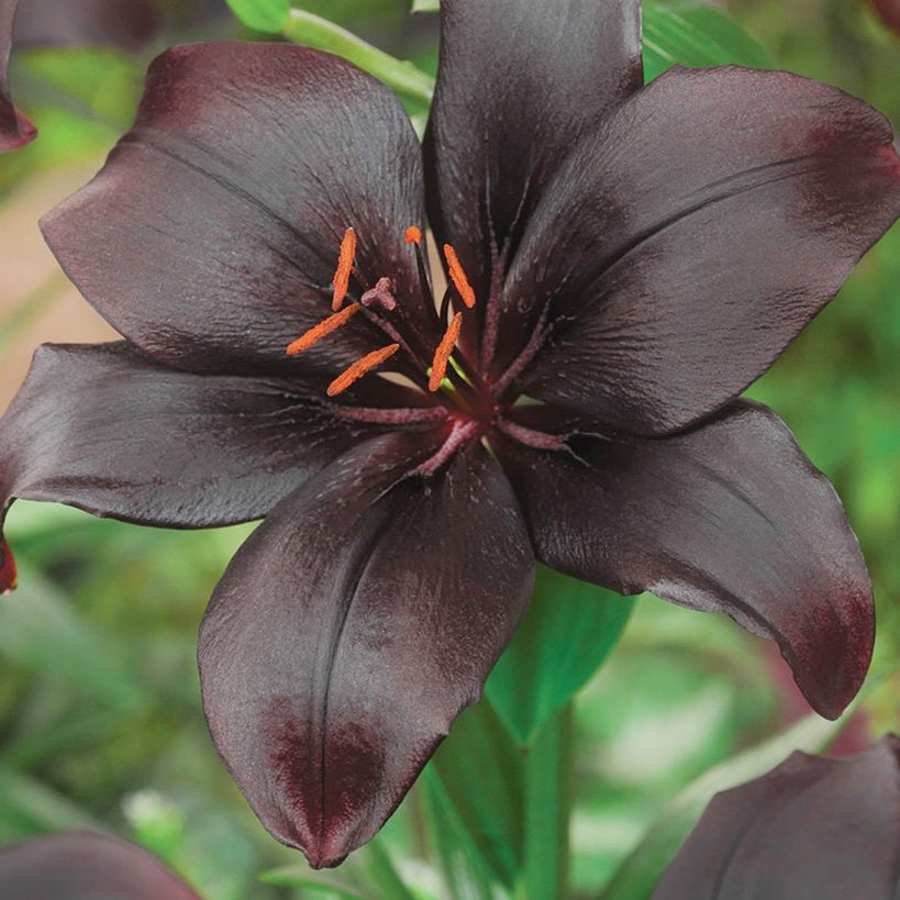 Lilium (lily) bulbs — Buy lilies online at Farmer Gracy UK