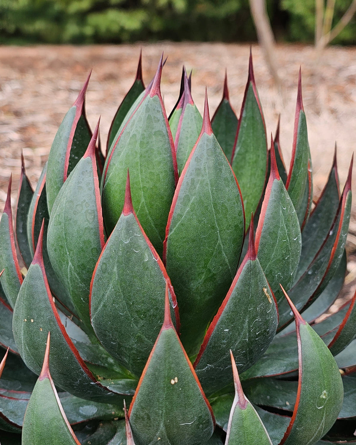 Succulents