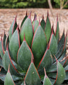 Succulents