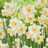 Miniature daffodils
