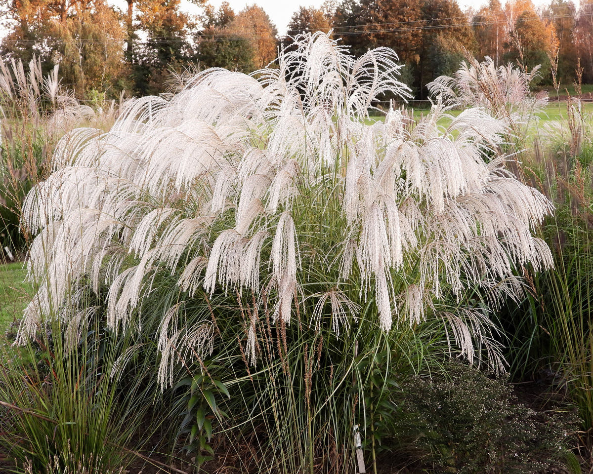 Miscanthus