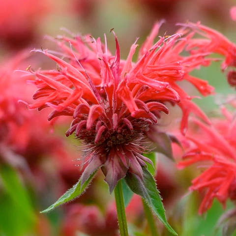 Monarda