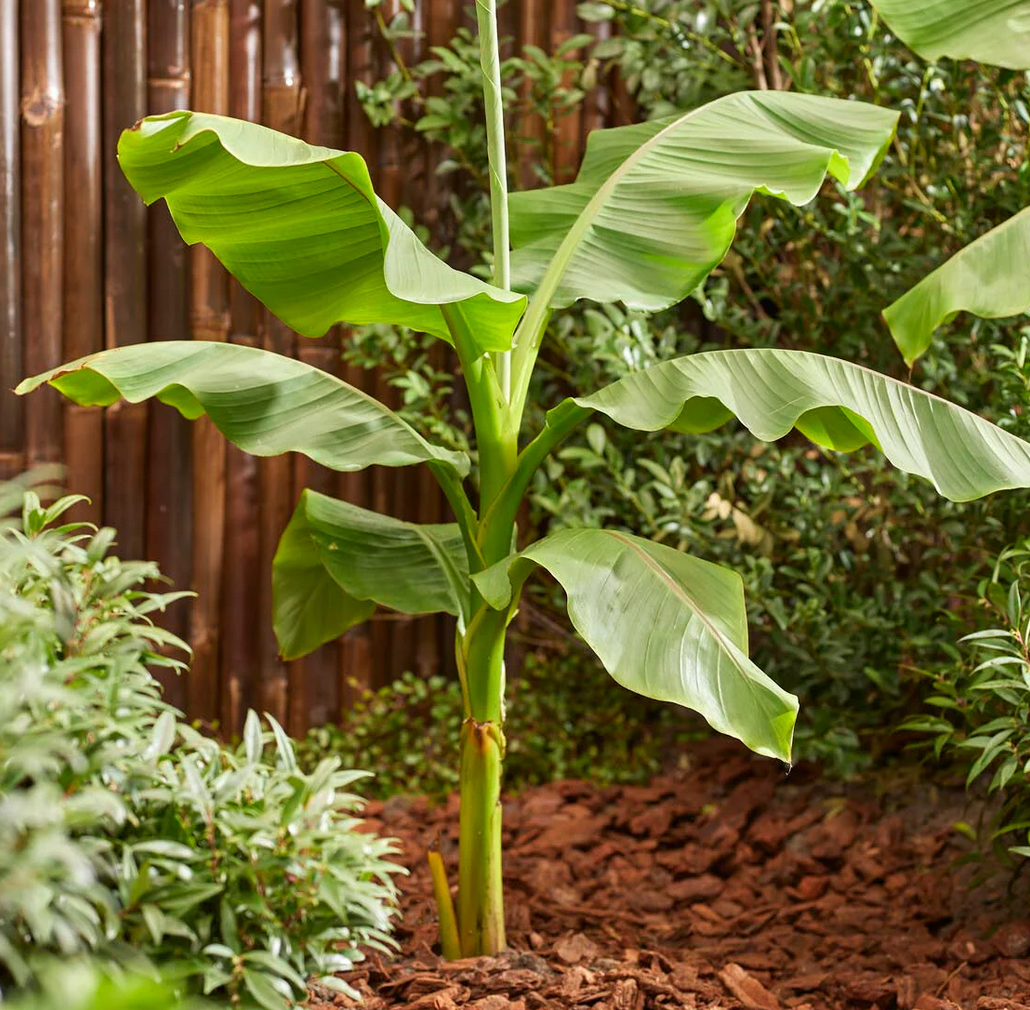 Musa (hardy banana) bare roots — Buy hardy banana plants online at ...