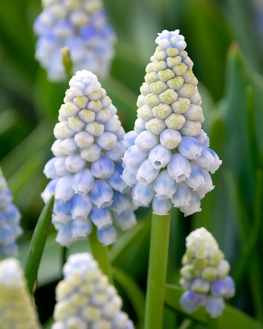Grape hyacinth bulbs