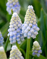 Grape hyacinth bulbs