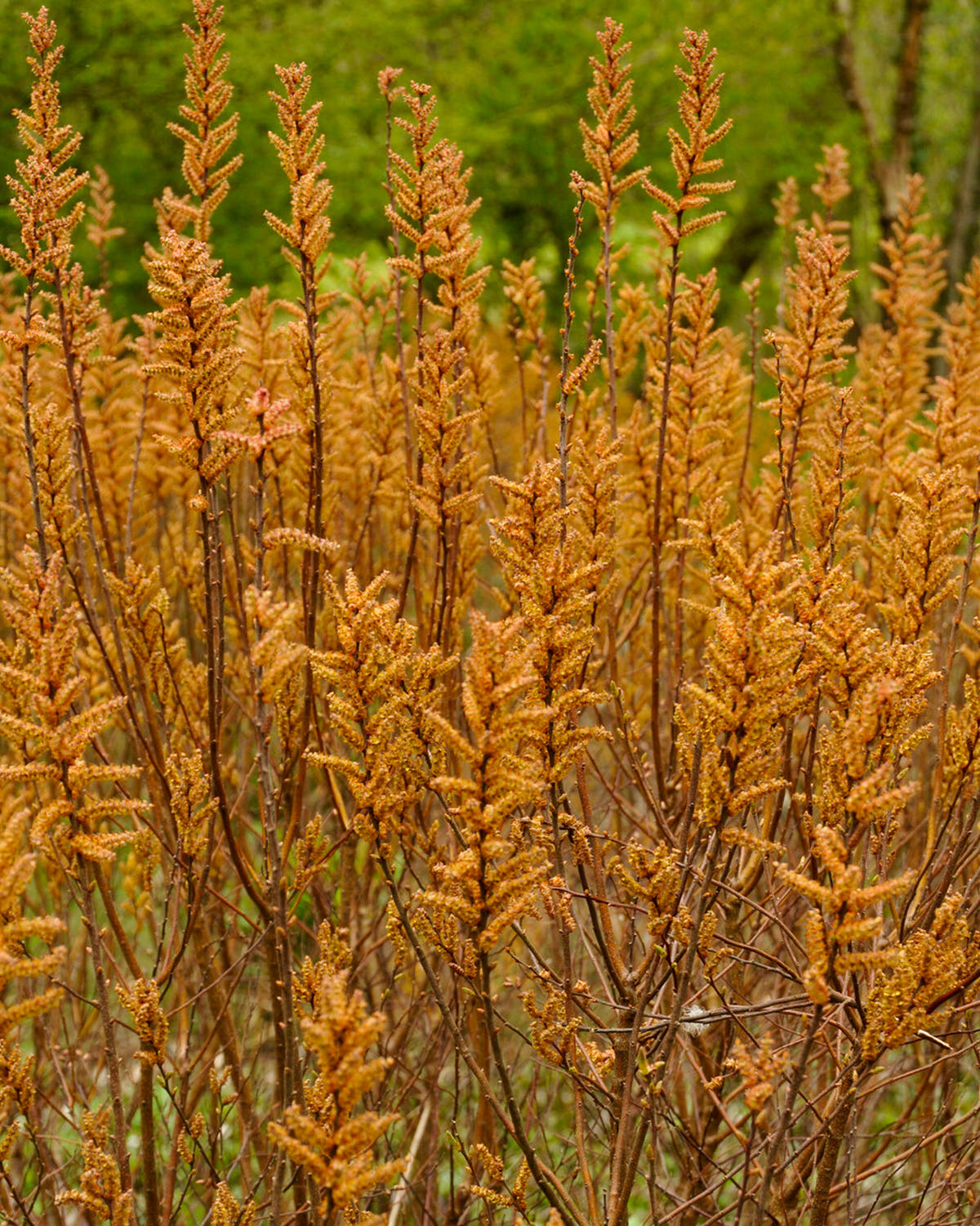 Myrica