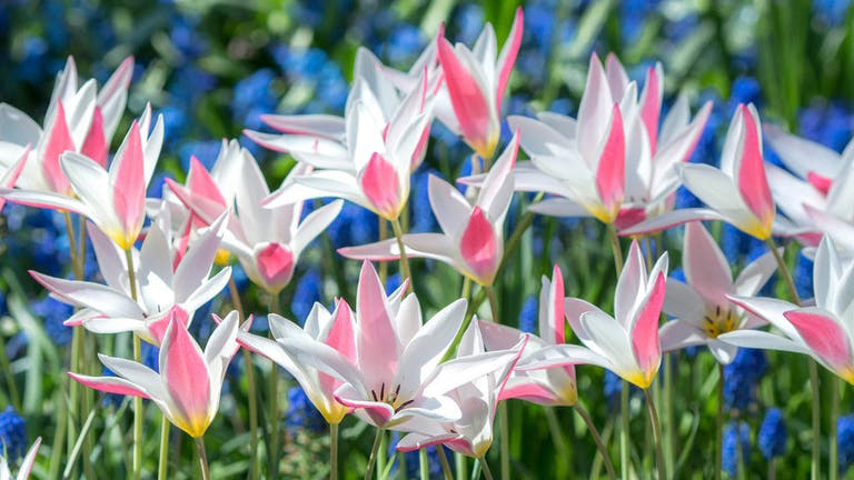 Naturalising Bulbs