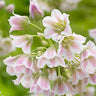 Nectaroscordum bulbs