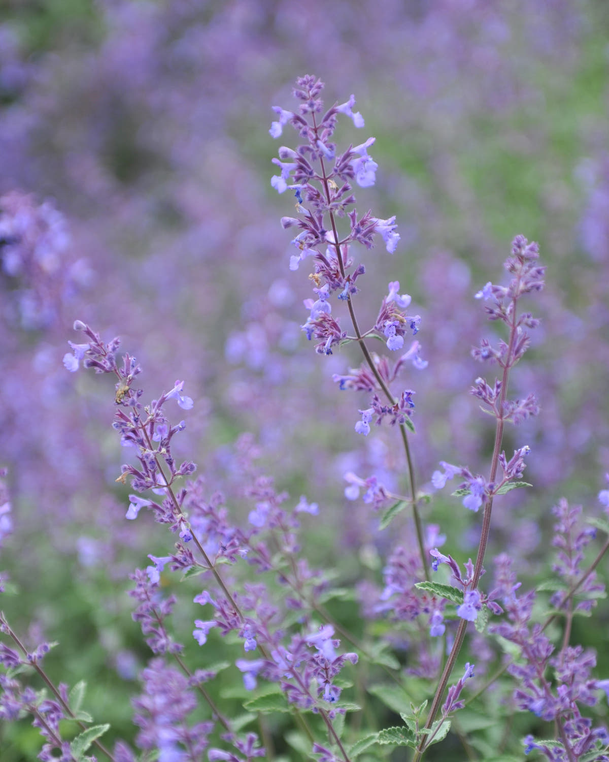 Nepeta